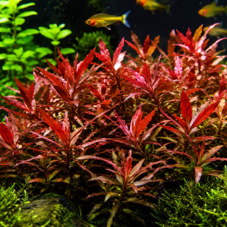 Ammannia senegalensis — Plante rouge d'aquarium