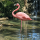 SUPERFISH Déco Bird Flamant rose - Décoration bassin