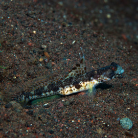 Tomiyamichtys oni - Gobie crevette marbré