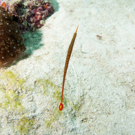 Dunckerocampus pessuliferus - Syngnathe à bandes jaunes