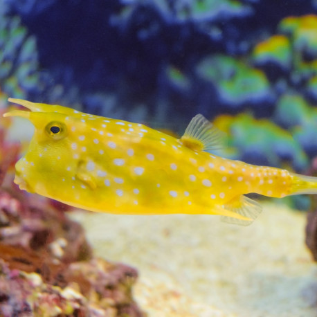 Canthigaster valentini	 - Poisson ballon à selle S
