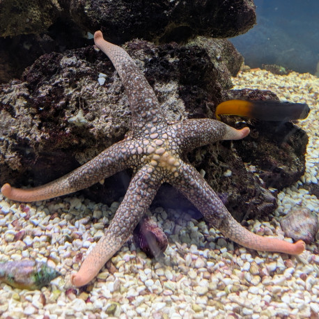 Nardoa novaecalenodiae - Étoile mangeuse d'astérina