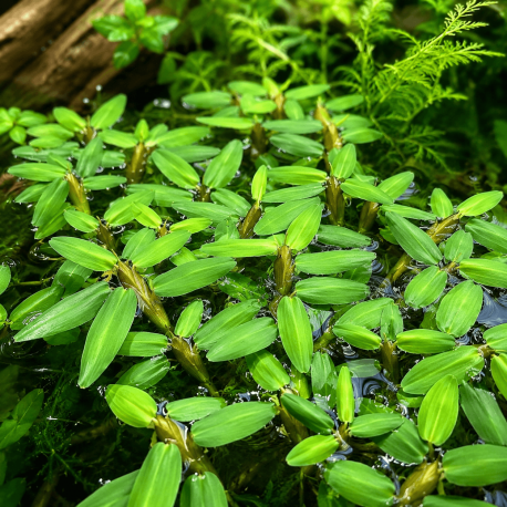 Hygrorhyza Aristata - Plante flottante pour aquarium