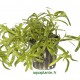 heteranthera Zosterifolia PREMIUM - Plante d'aquarium