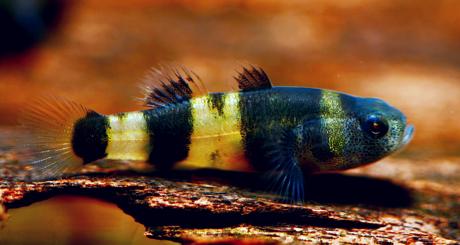 Brachygobius xanthomelas - Gobie abeille