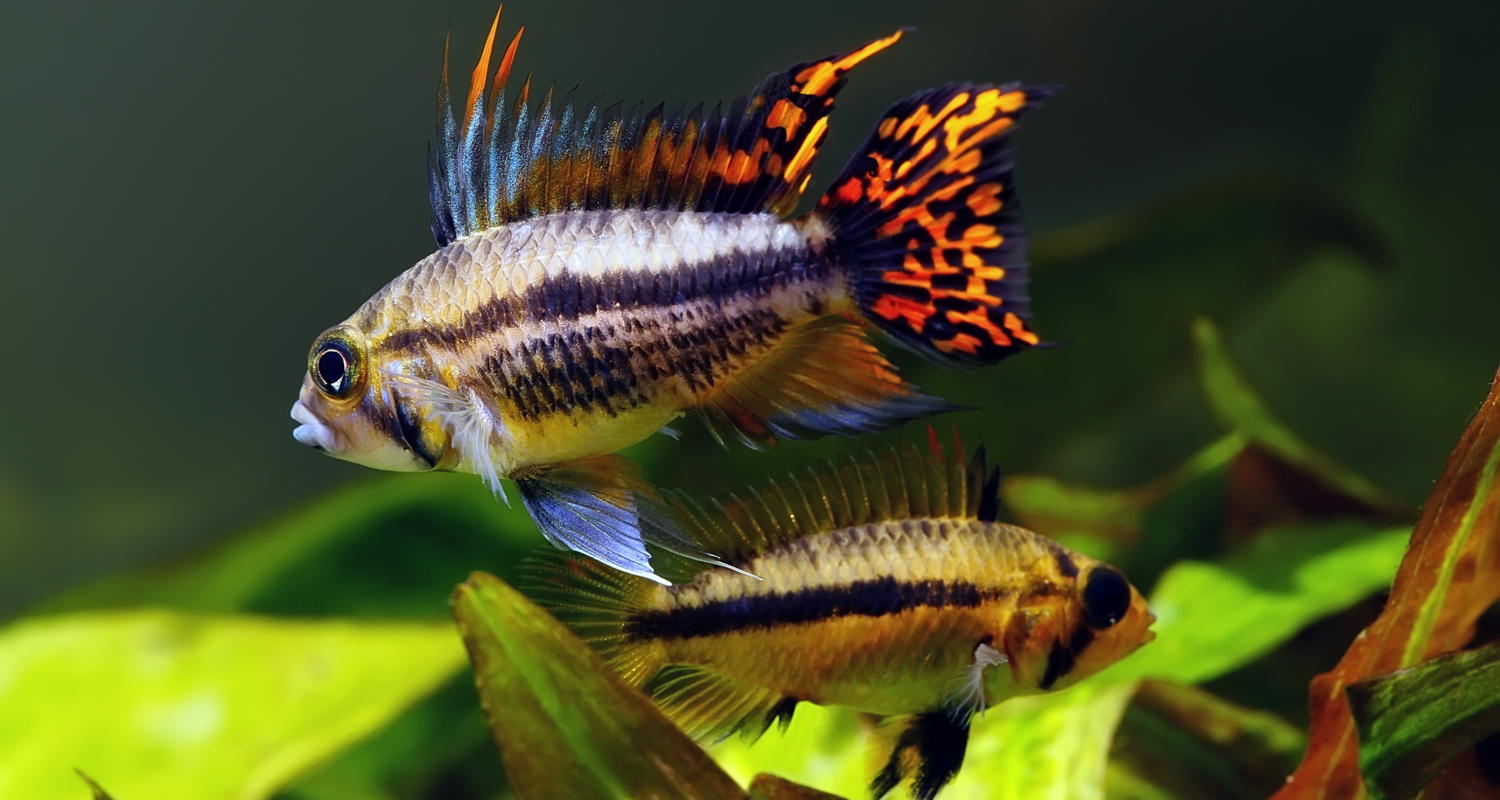 Apistogramma cacatuoides