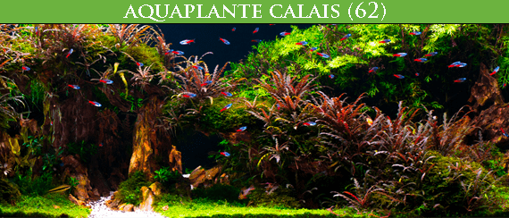 Aquaplante Calais : Spécialiste de l'aquascaping en France