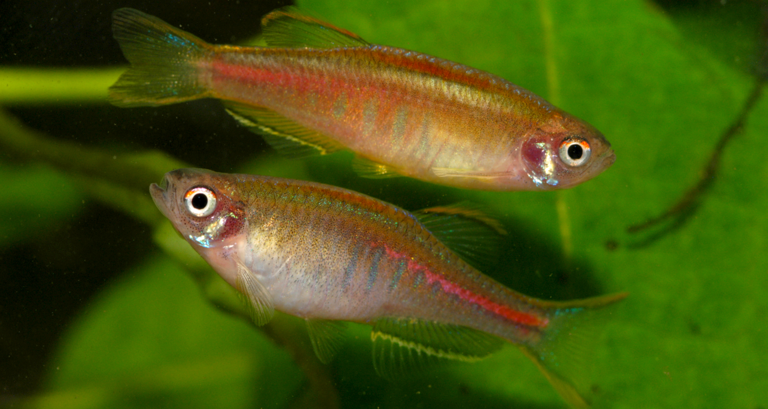 Danio choprae - danio rubis