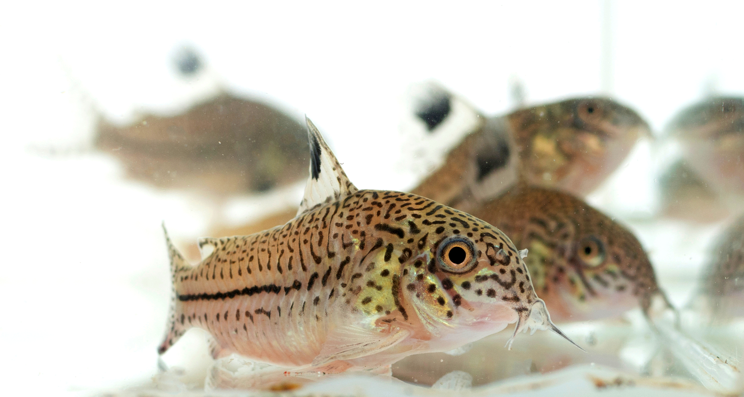 Corydoras julii-trilineatus