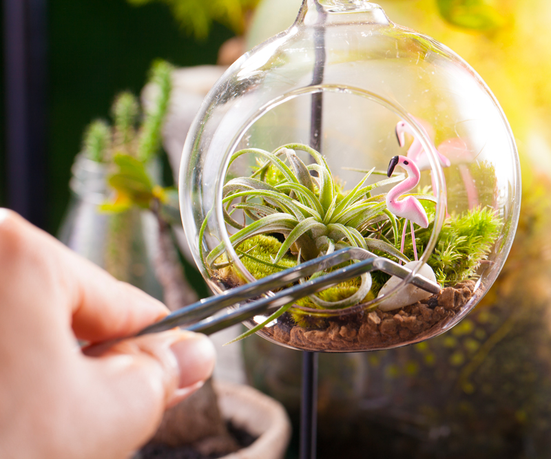 Définir l'emplacement parfait pour vos tillandsias