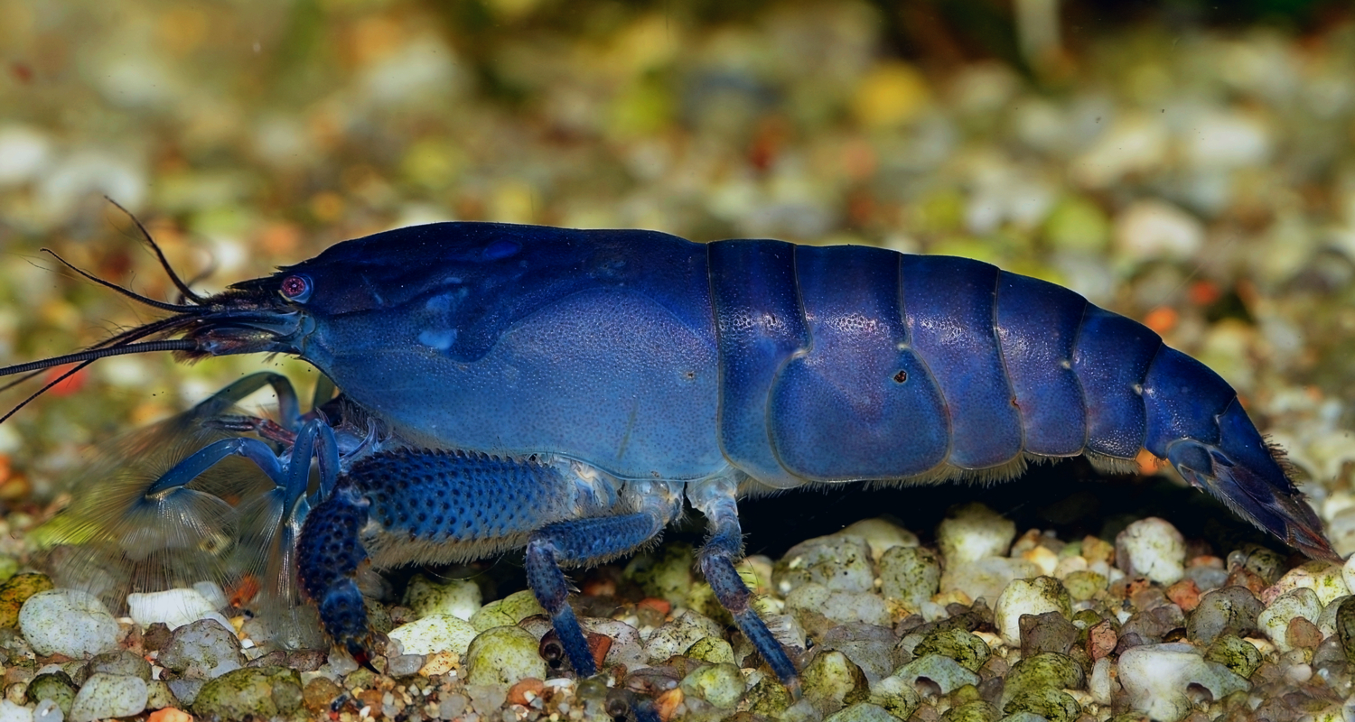 Atyopsis gabonensis - crevette bleue du Gabon