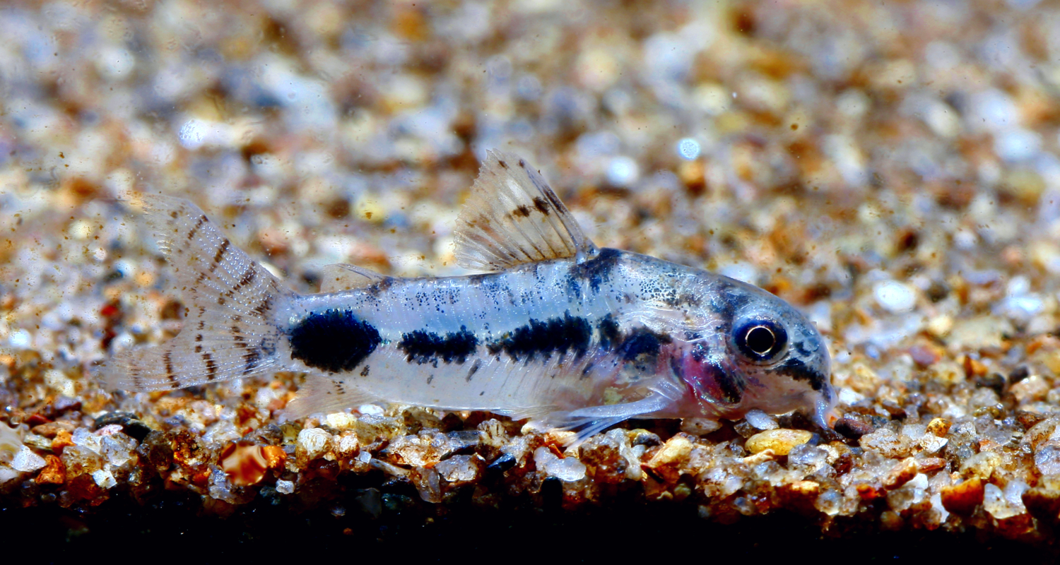 Corydoras habrosus