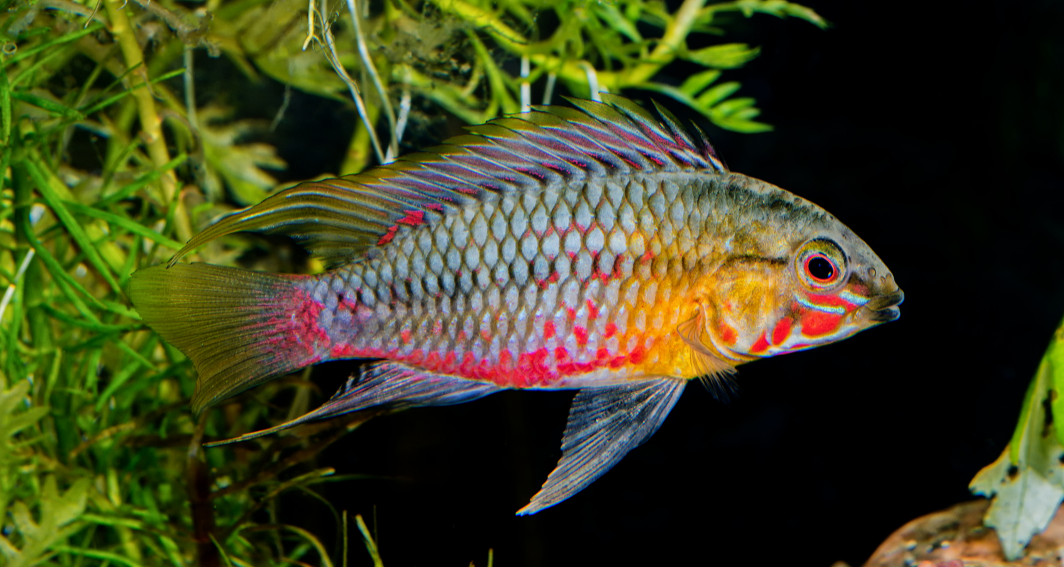 Apistogramma hongsloi