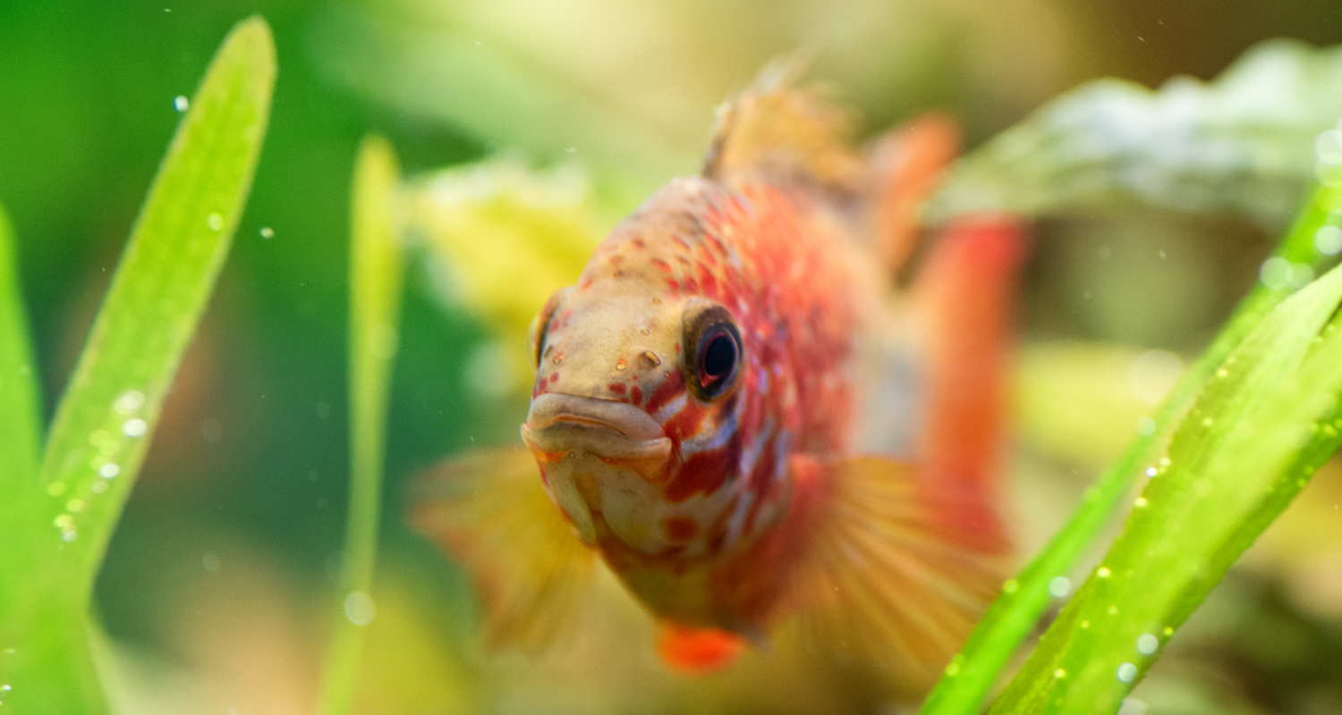 Apistogramma macmasteri red mask