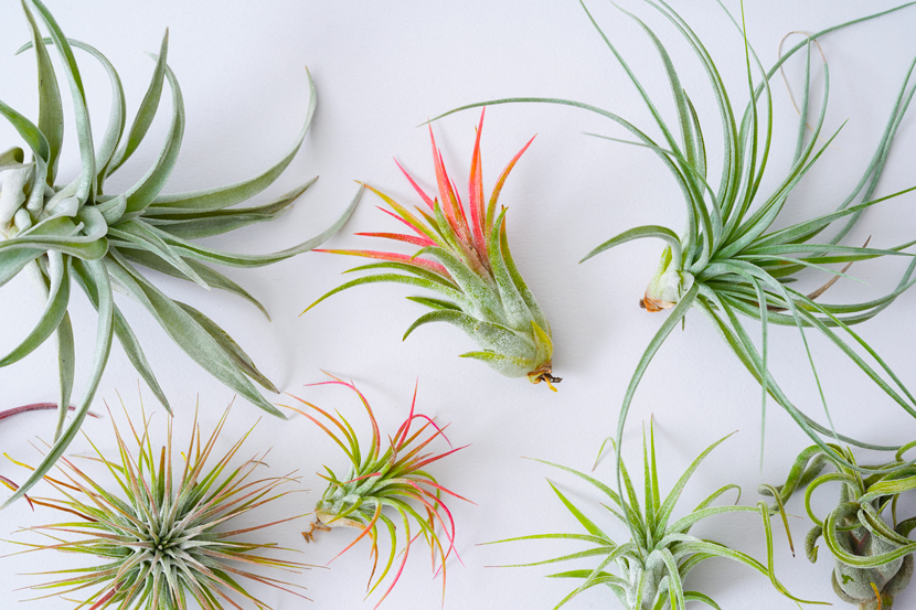 Mix de tillandsias