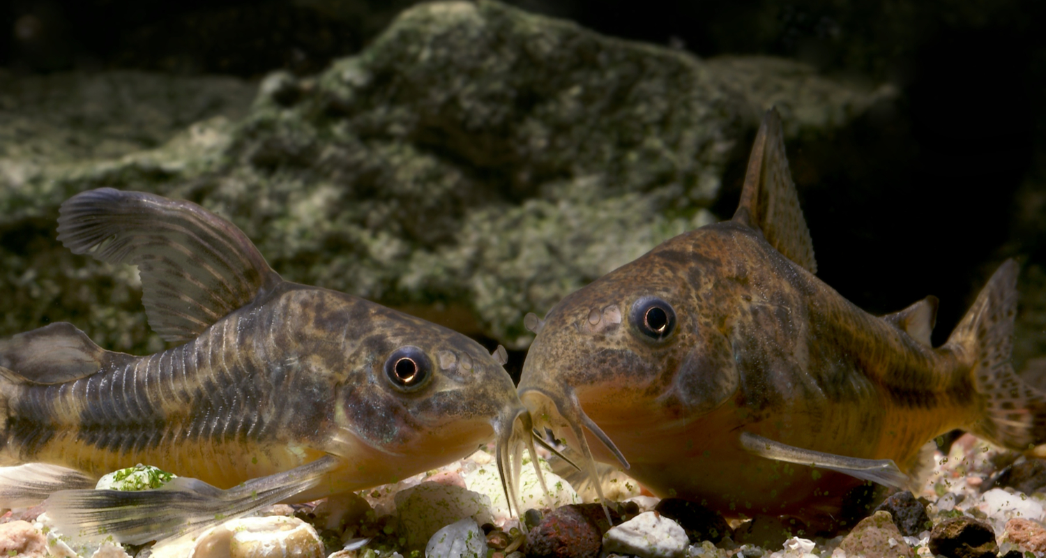 Corydoras paleatus