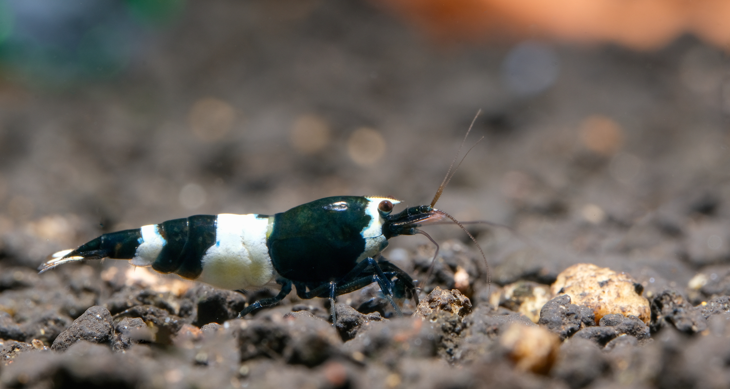 Caridina Black Panda