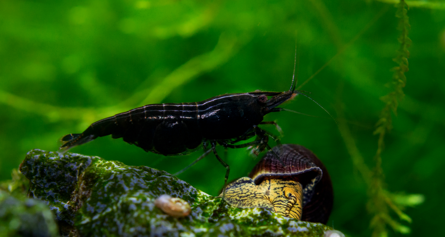 Neocaridina heteropoda sp. Sakura black