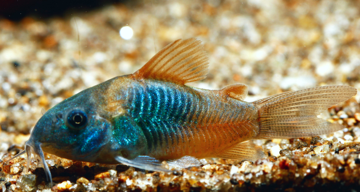 Corydoras venezuelanus orange