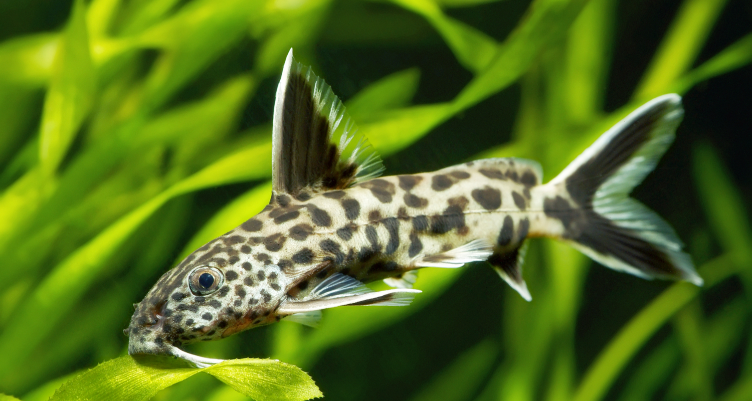 SYNODONTIS PETRICOLA