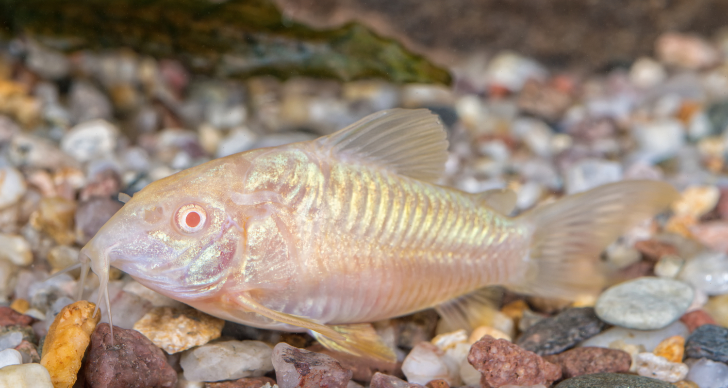 Corydoras aeneus albinos