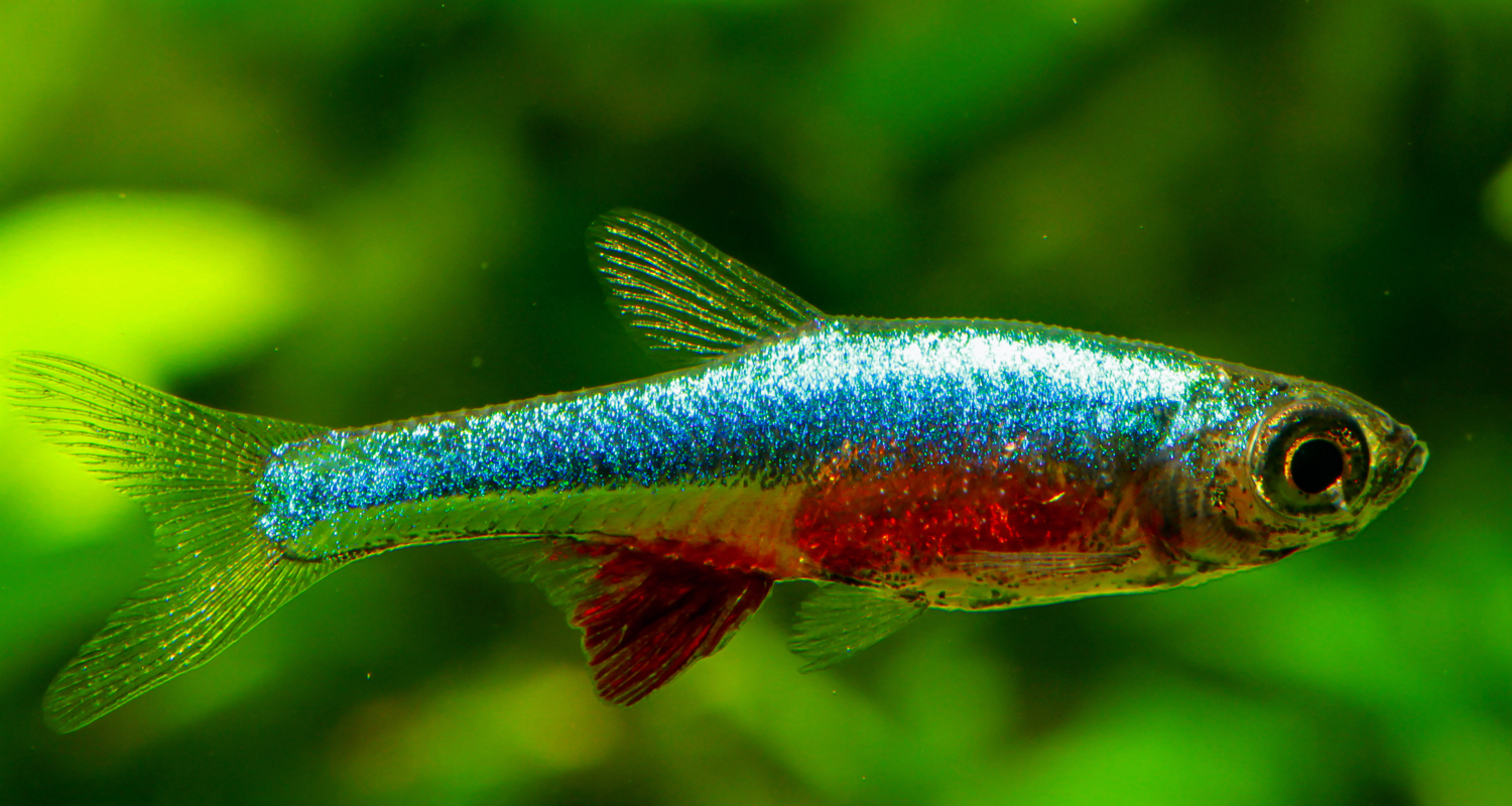 Sundadanio axelrodi - Rasbora axelrodi