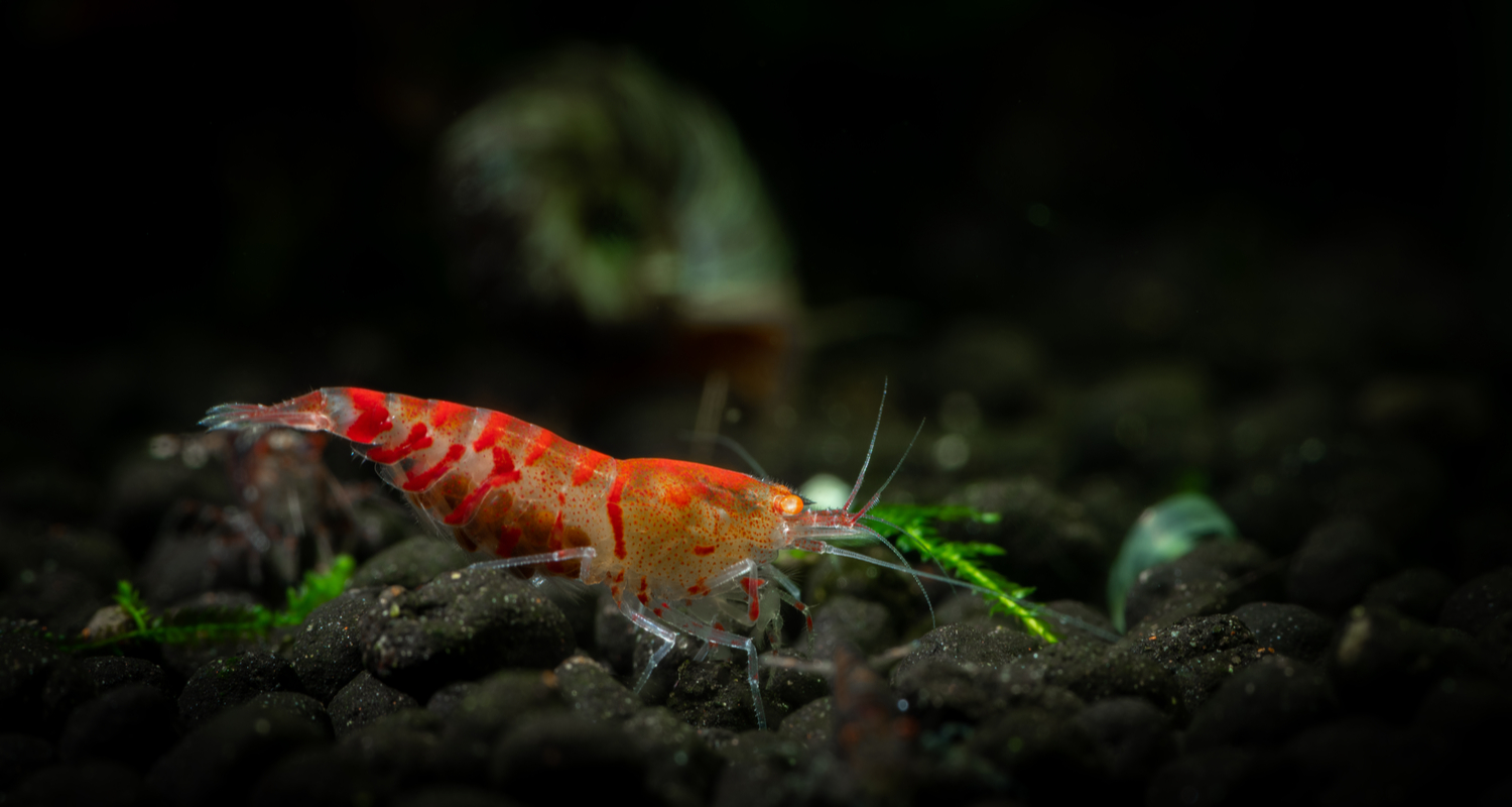 Caridina red tiger