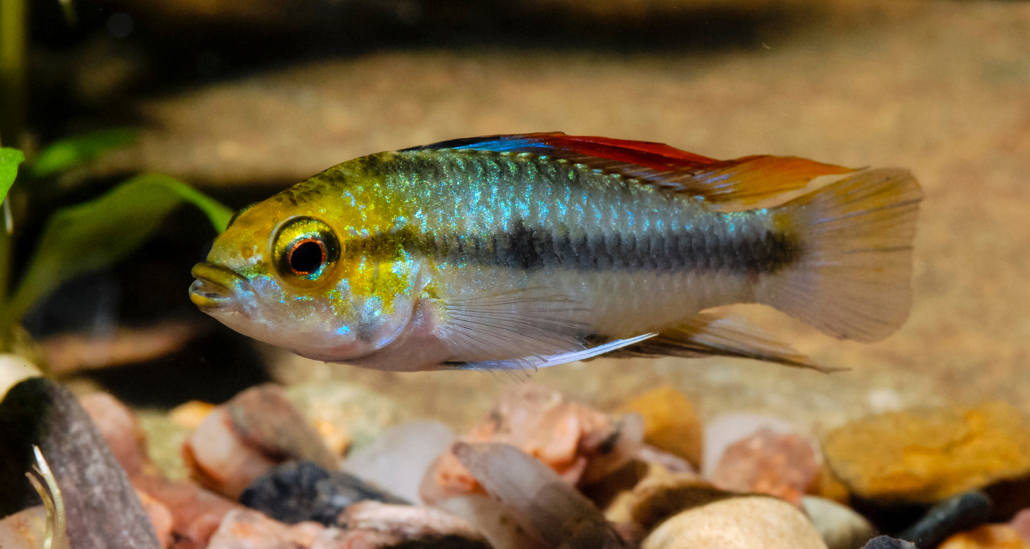 Apistogramma trifasciata