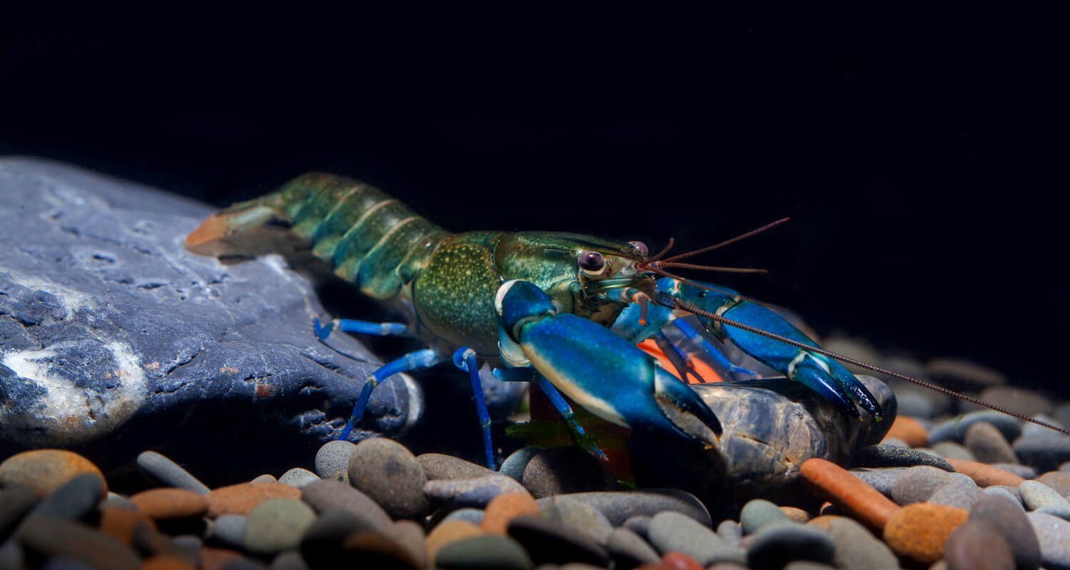 Cherax lorentzi blue moon