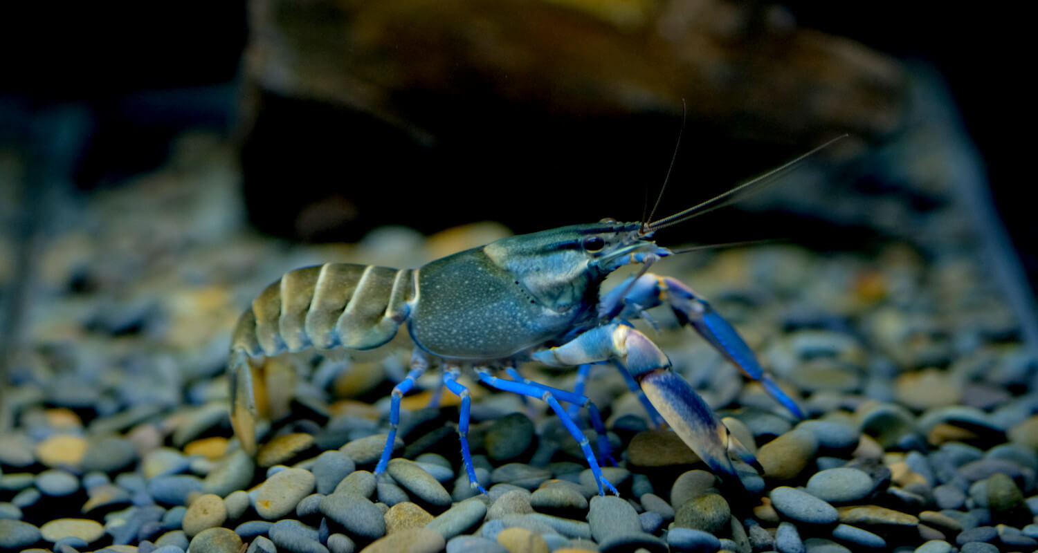 Cherax lorentzi new sky blue