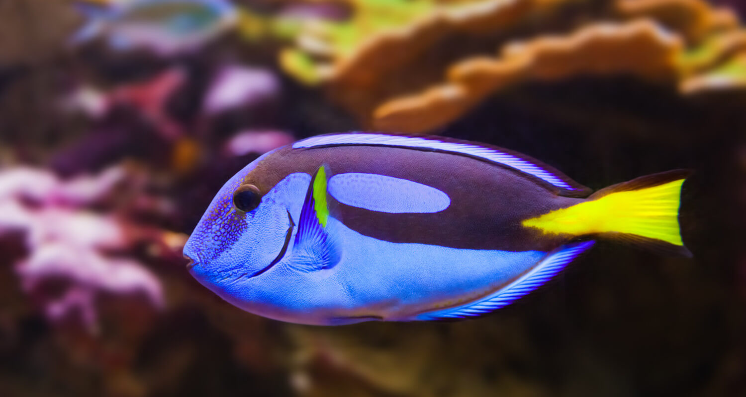 Paracanthurus hepatus