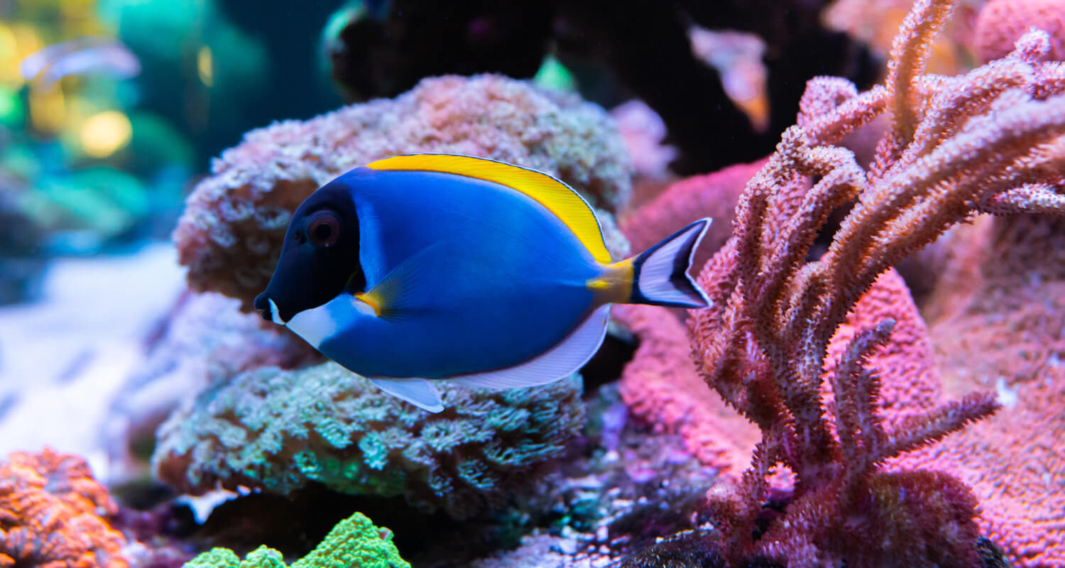 Acanthurus leucosternon