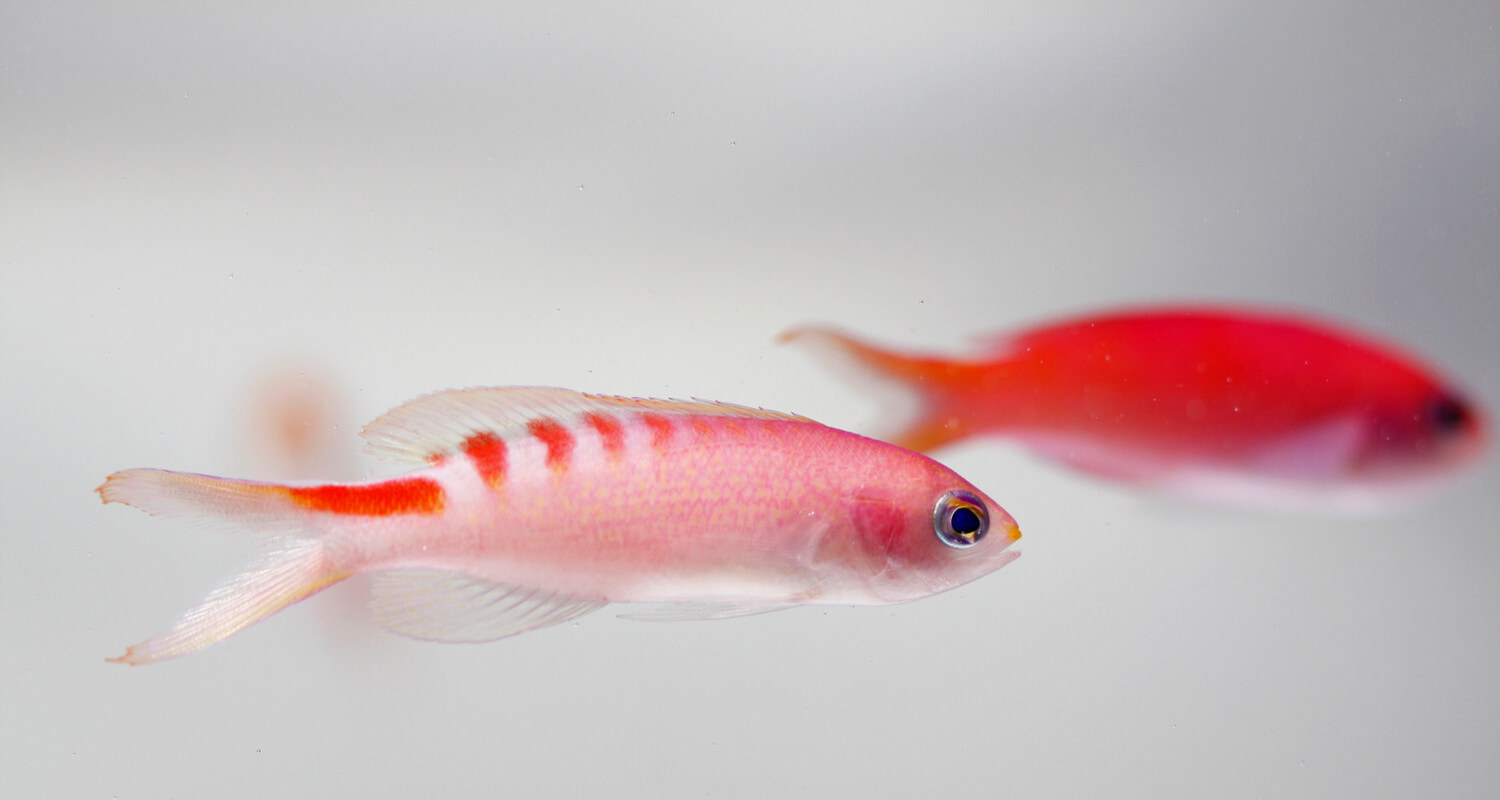 Pseudanthias lori