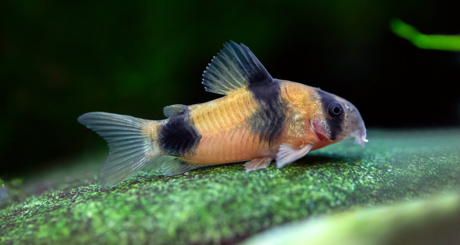 Corydoras weitzmani