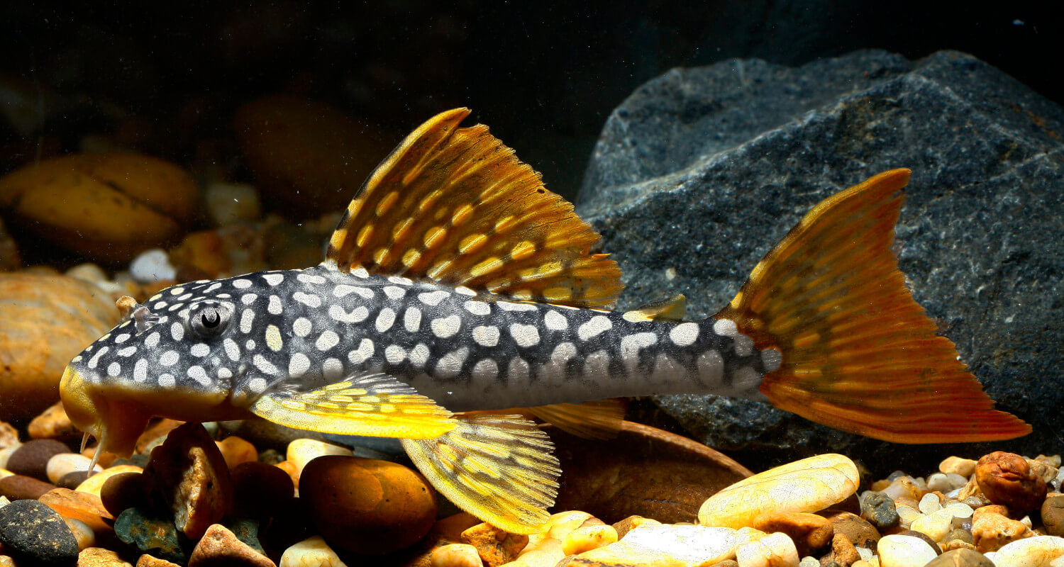 Scobinancistrus aureatus - Sunshine pleco