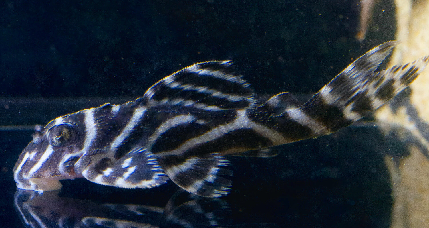 Hypancistrus sp. L333