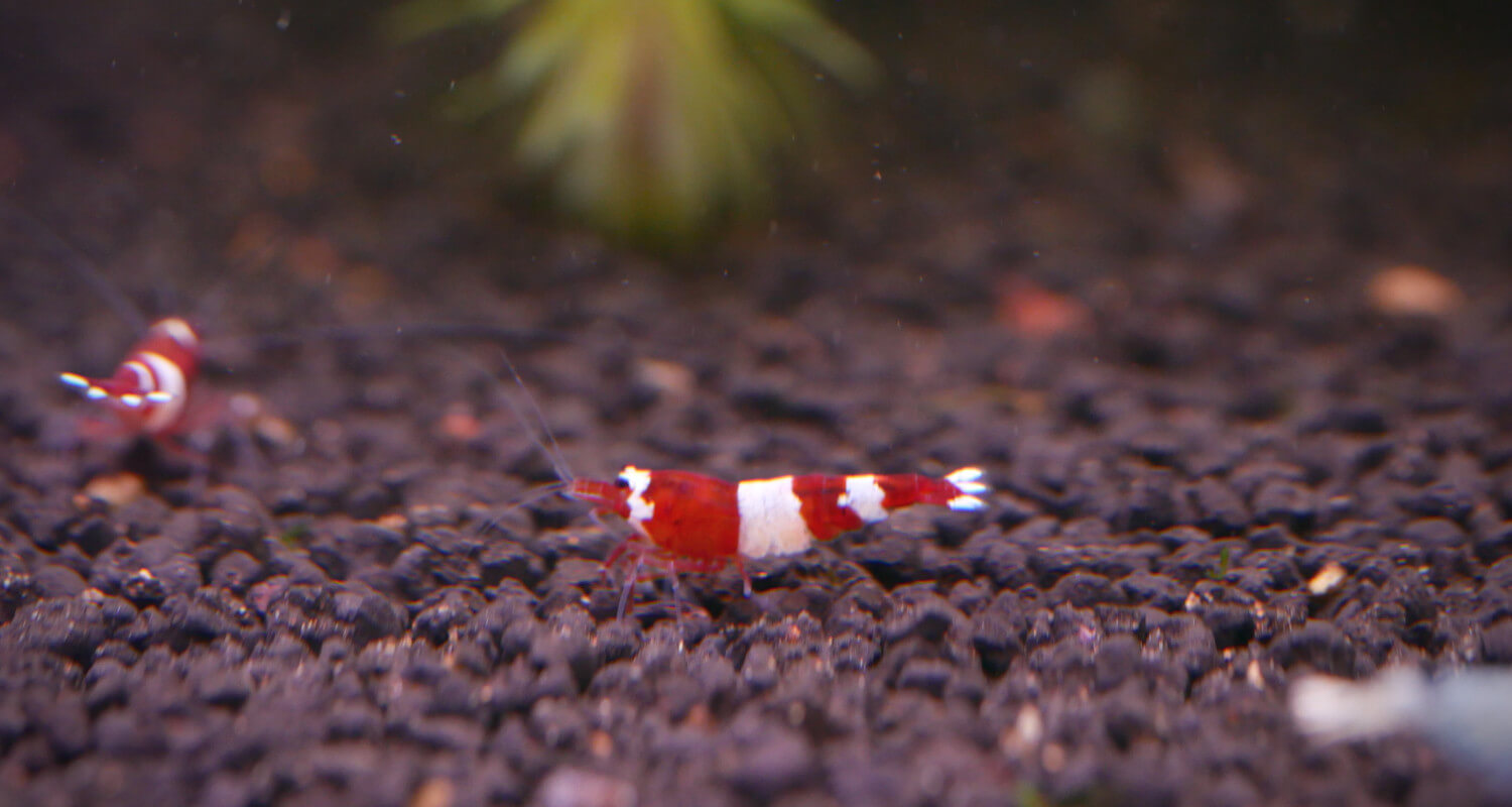 Caridina cantonensis Red Panda