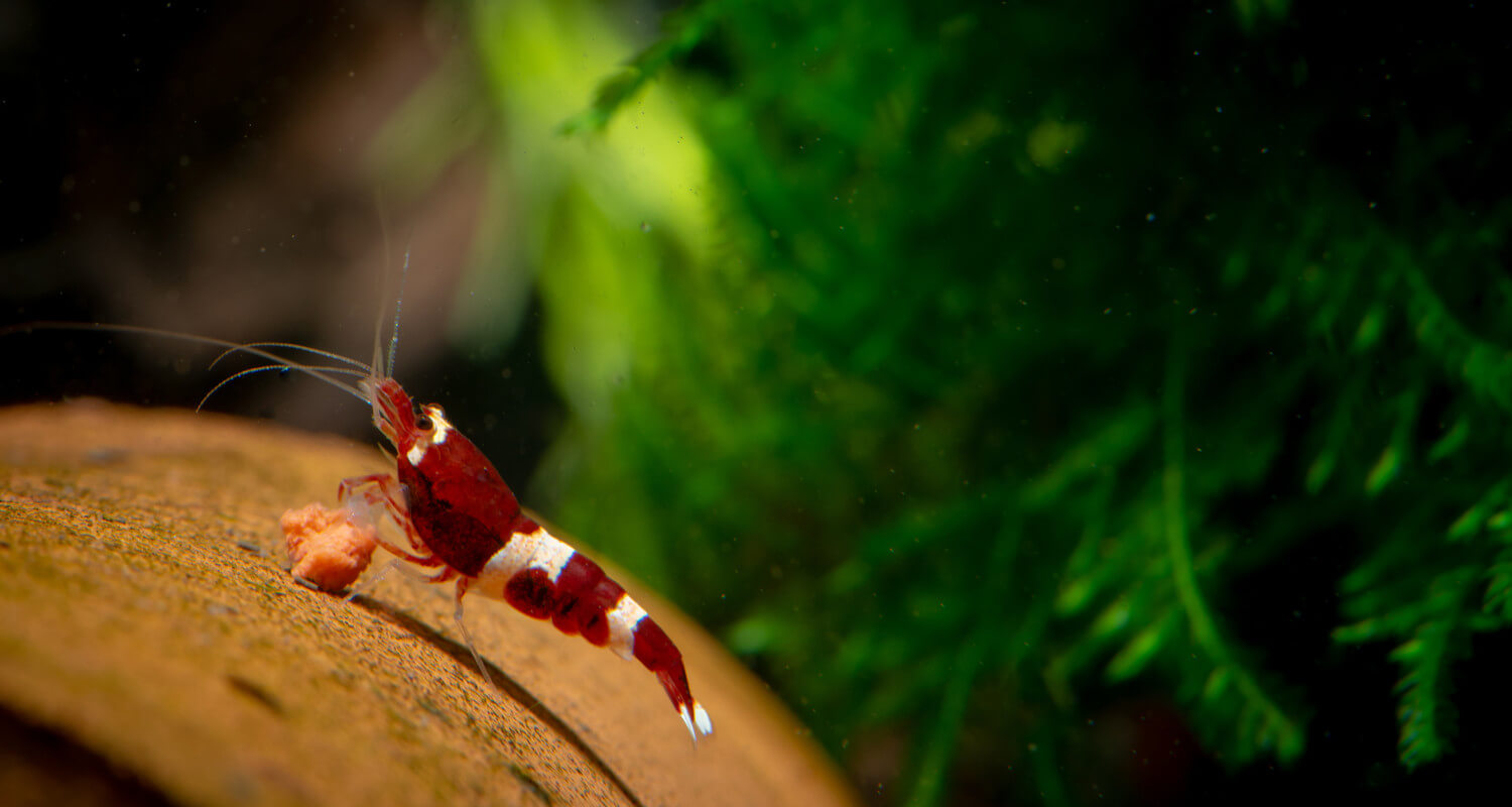 Caridina cantonensis Red WIne