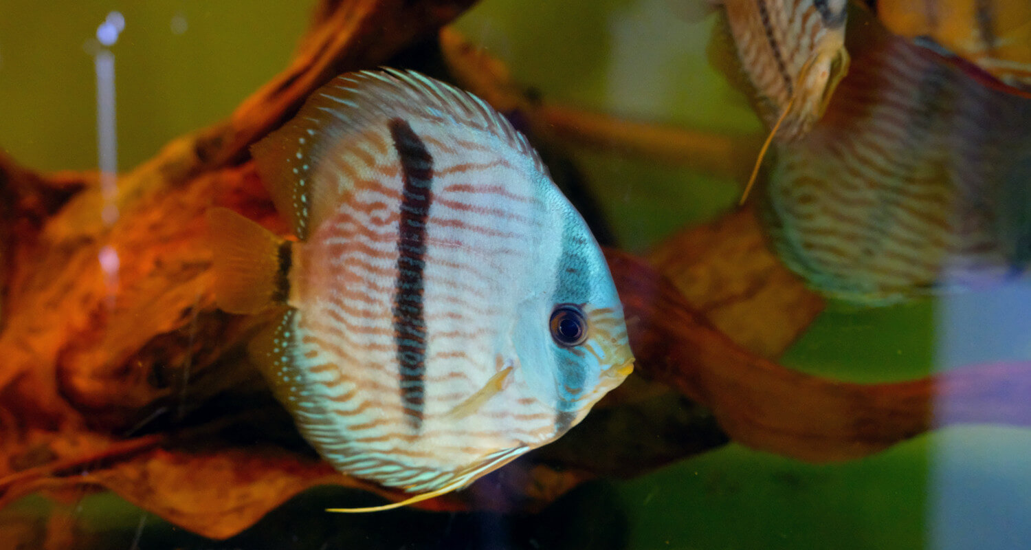 Symphysodon Discus - Discus de heckel à face bleue