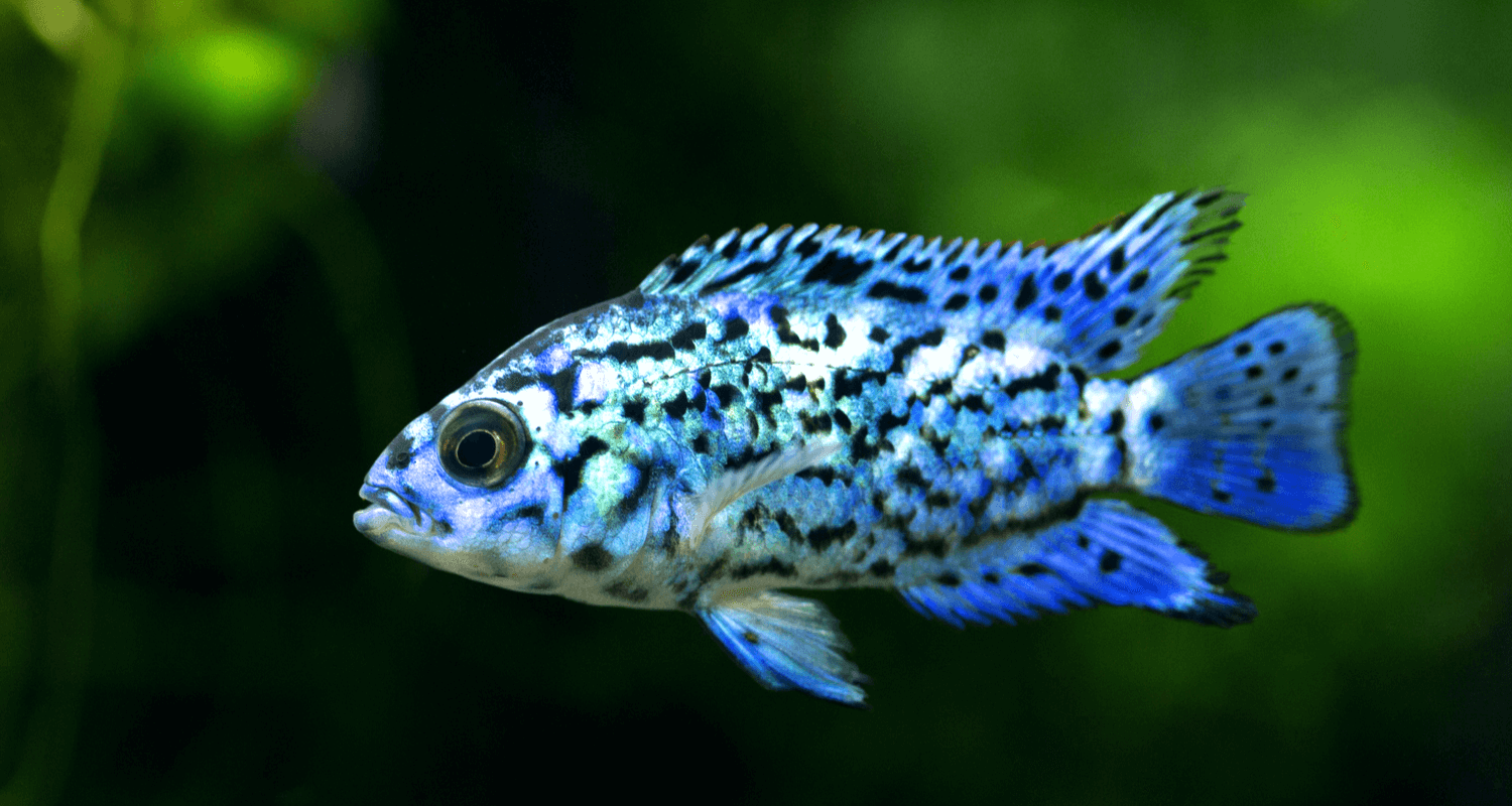 Cichlasoma octofasciatum blue jack dempsey