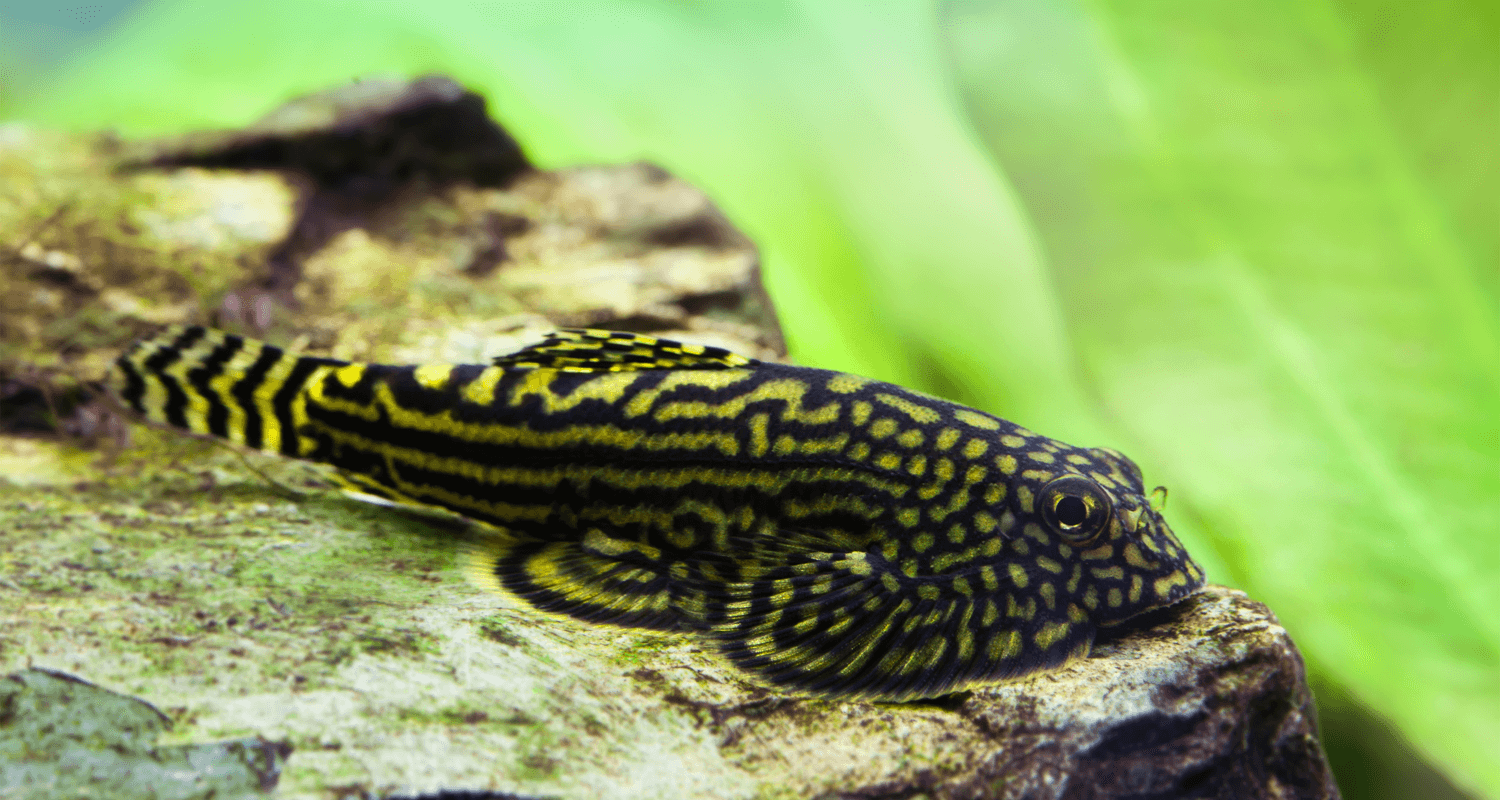 Sewellia lineolata