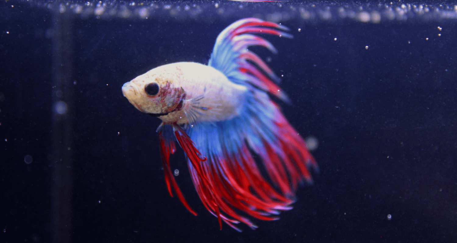 Betta Crowntail Thaïflag N°3