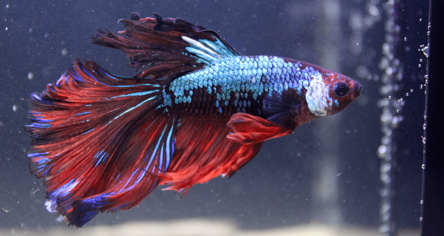 Betta Halfmoon Dragon Marble Mâle N°19