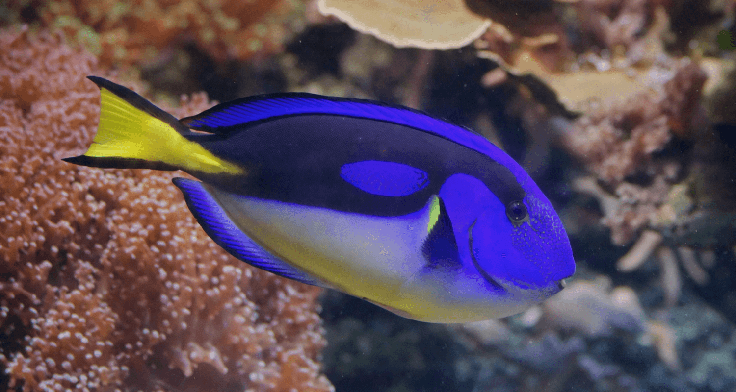 Paracanthurus hepatus Yellow belly