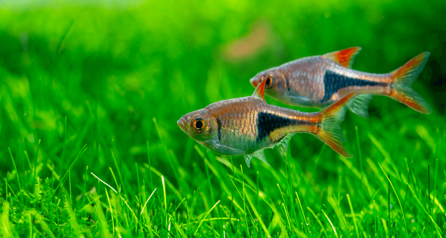 Trigonostigma heteromorpha - Rasbora arlequin