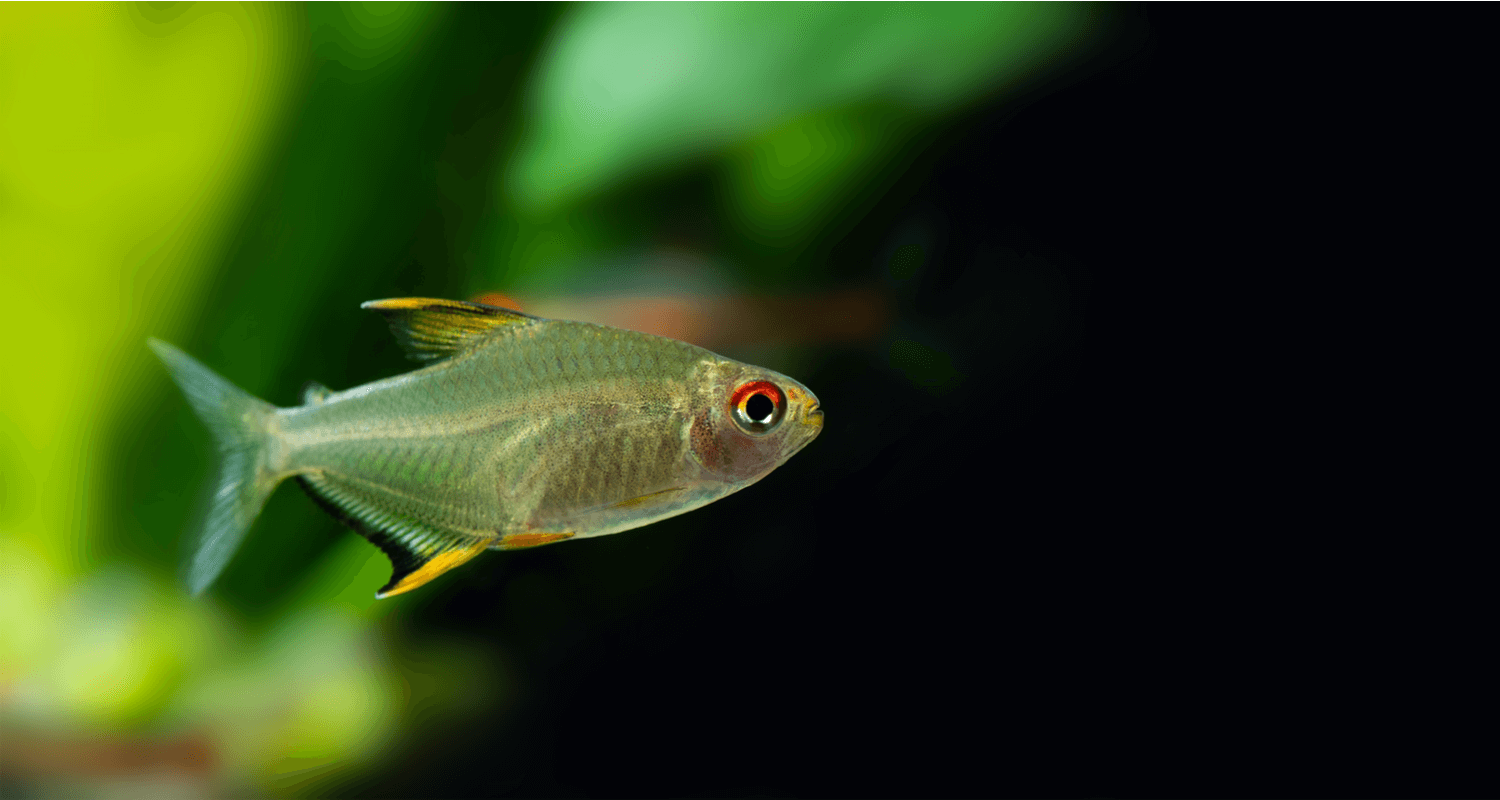 Hyphessobrycon pulchripinnis - Tetra citron