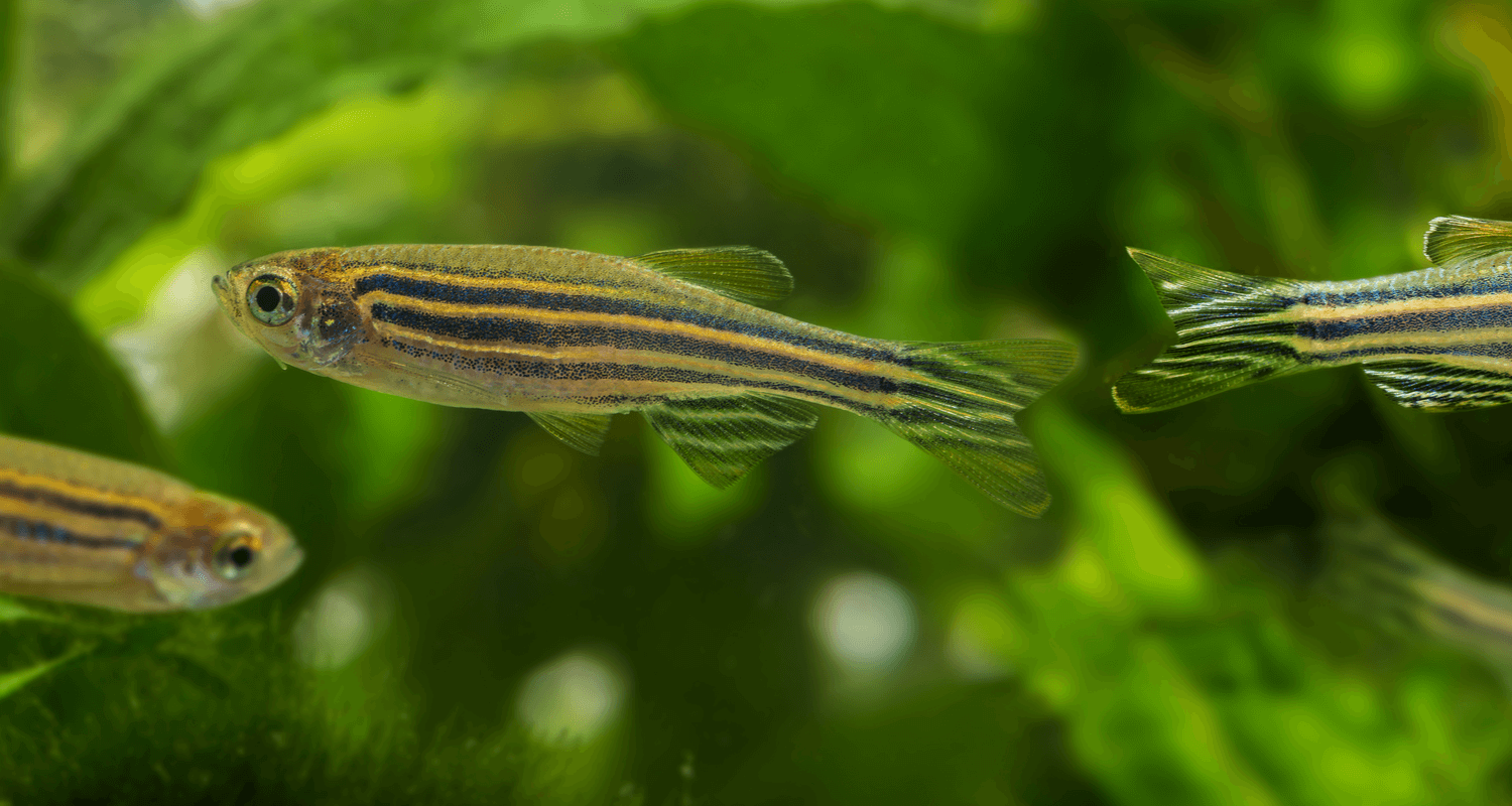 Danio rerio - Poisson zèbre