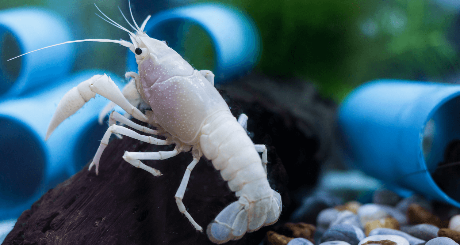 Cherax quadricarinatus sp. Snow White