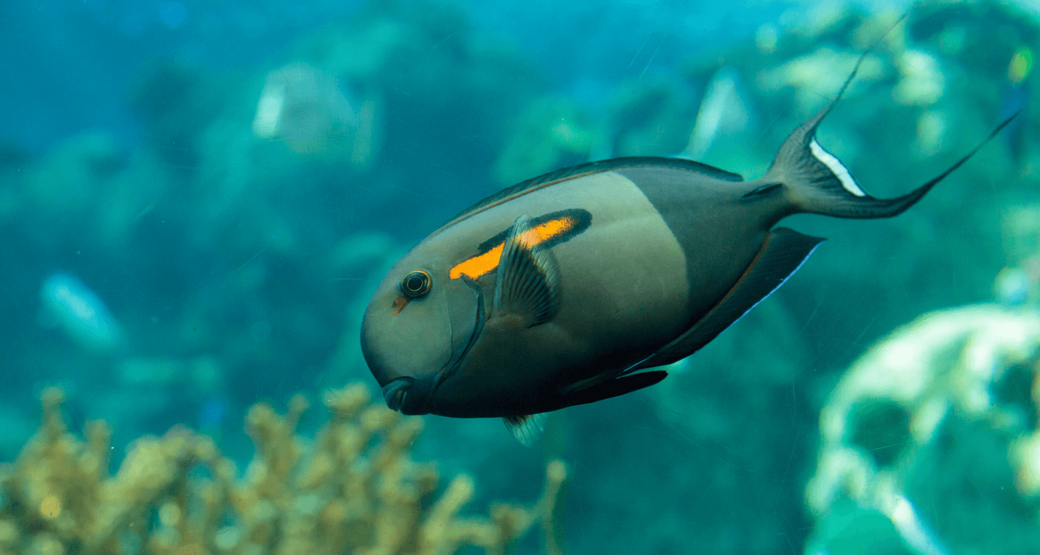 Acanthurus olivaceus - Chirurgien à épaulettes oranges