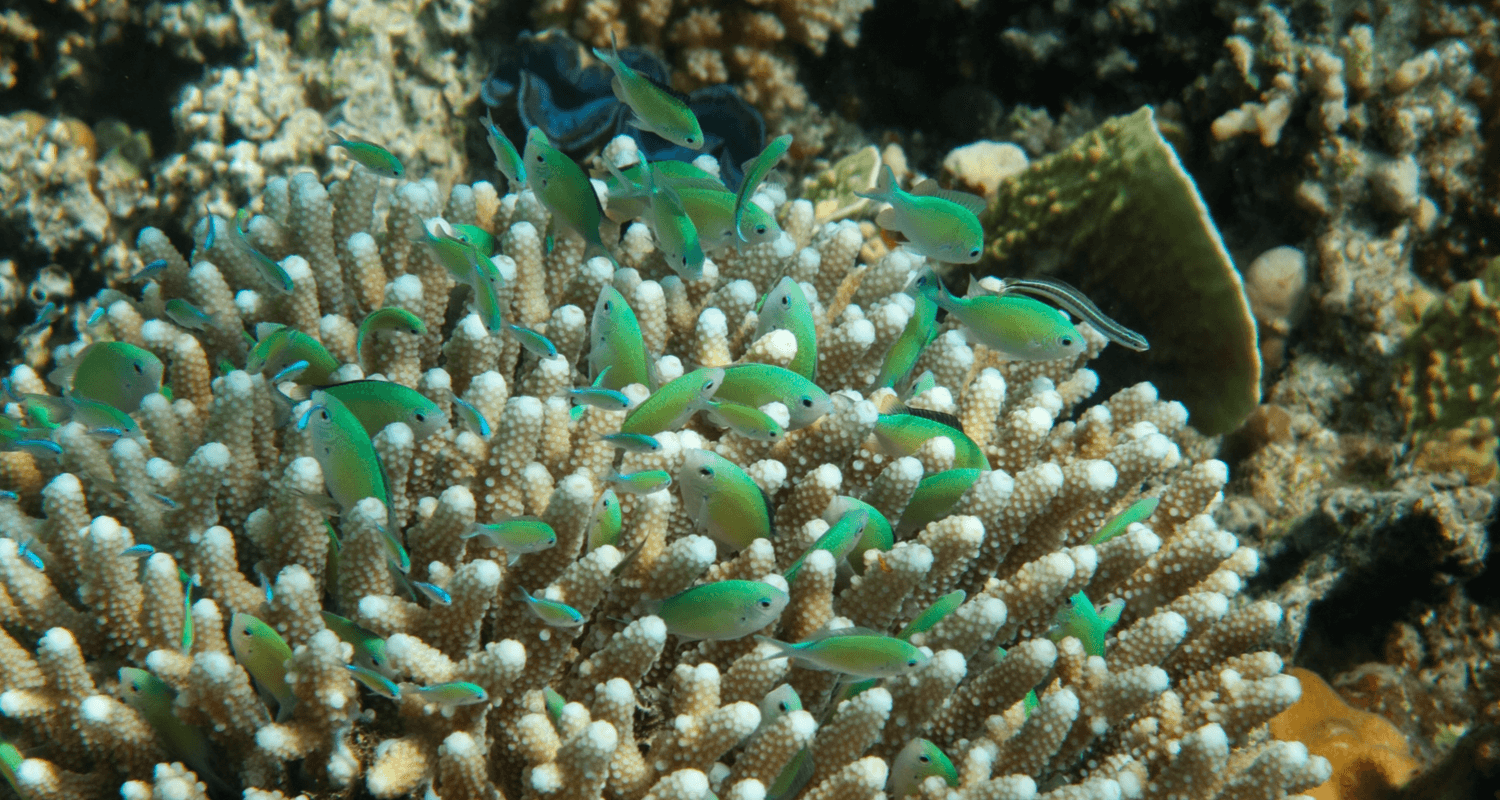 Chromis viridis - Demoiselle bleu-vert